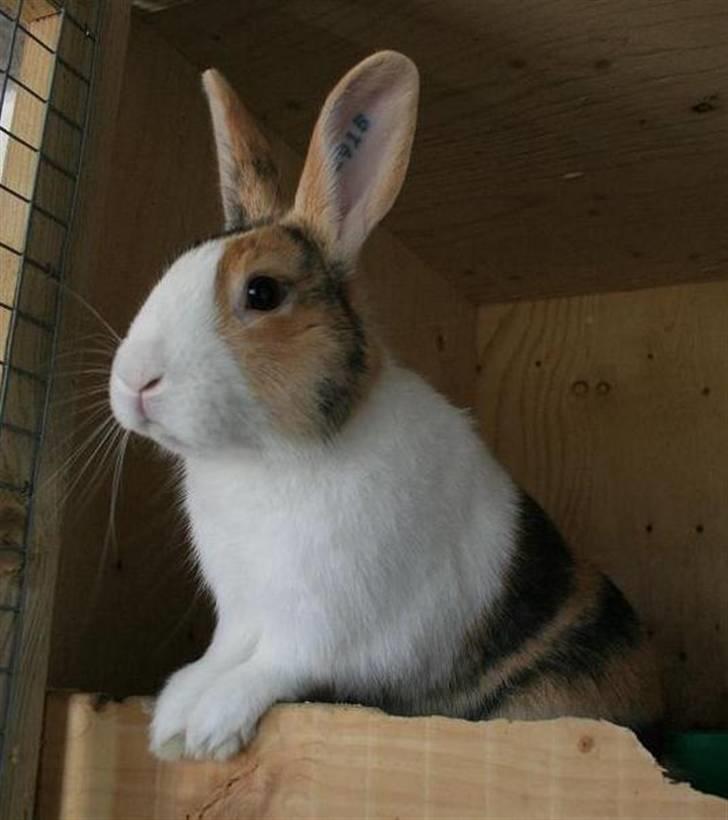 Kanin Beders November Rain billede 3