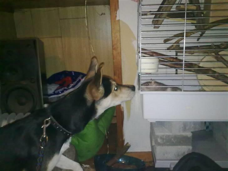 Tamrotte Puff *R.I.P* - Puff byder lille Nishka velkommen :D billede 9