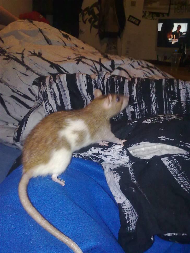 Tamrotte Puff *R.I.P* billede 10