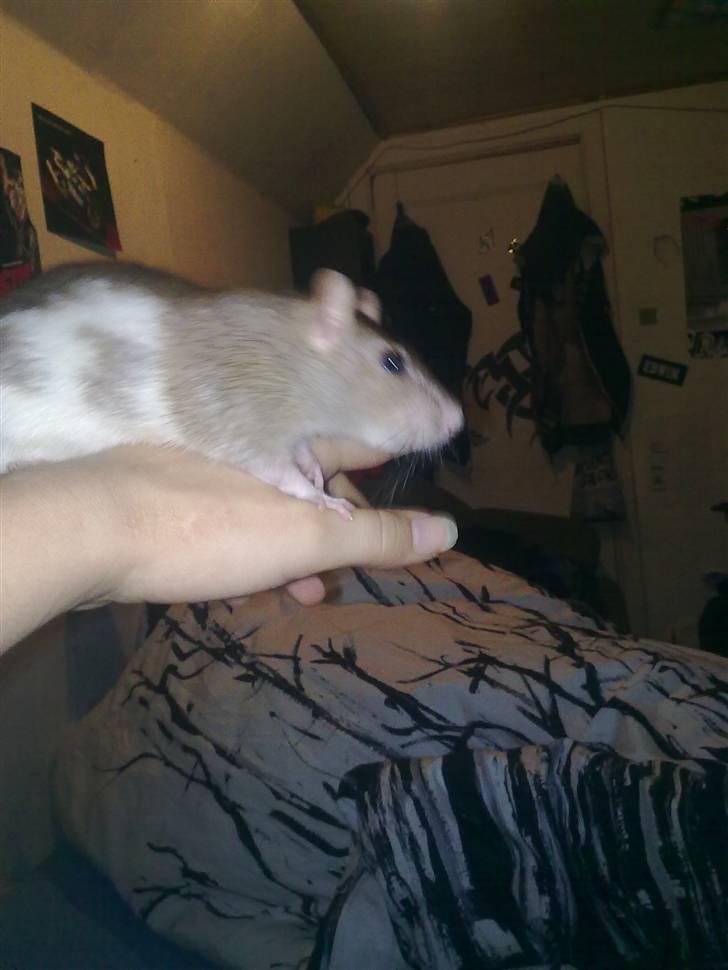 Tamrotte Puff *R.I.P* billede 11