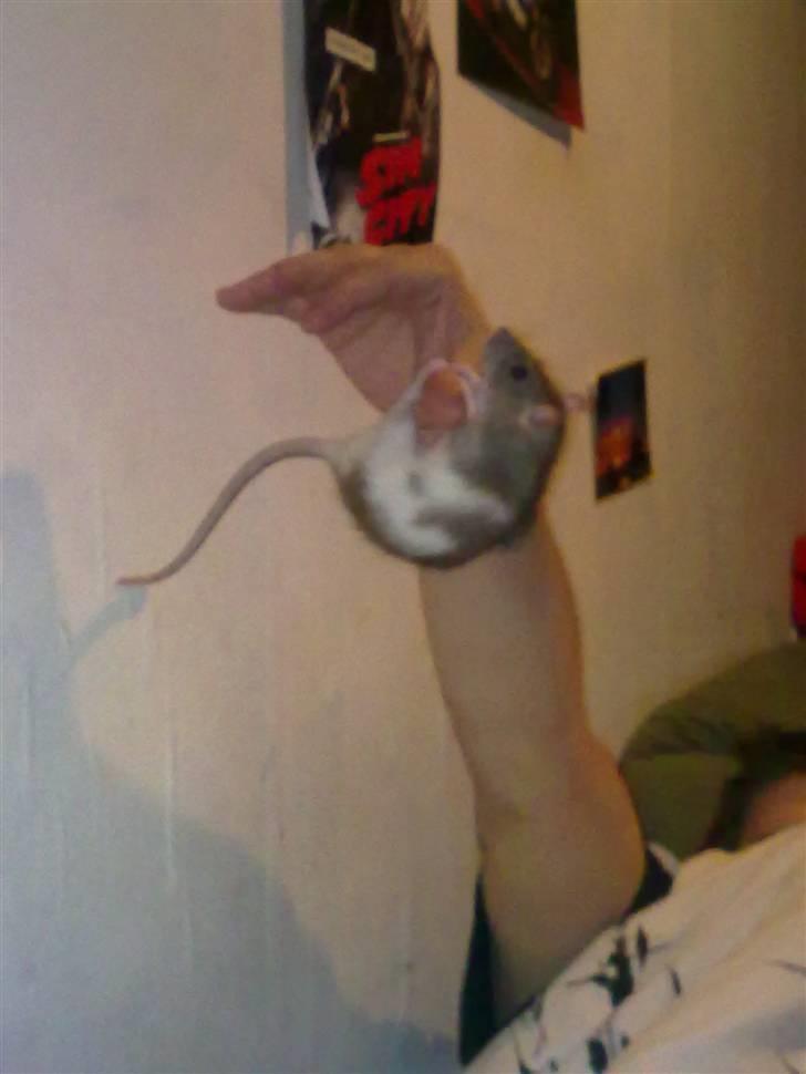 Tamrotte Puff *R.I.P* - Styrke træning? :P billede 12