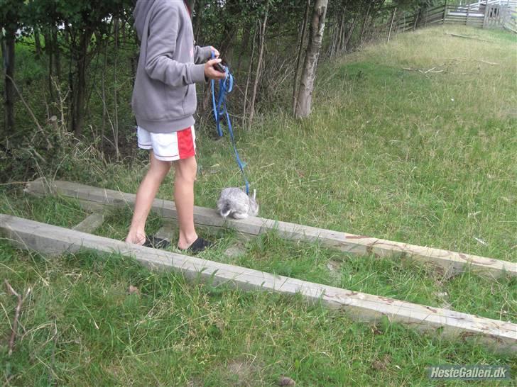 Kanin tøssen - ude og gå en hygge tur billede 2