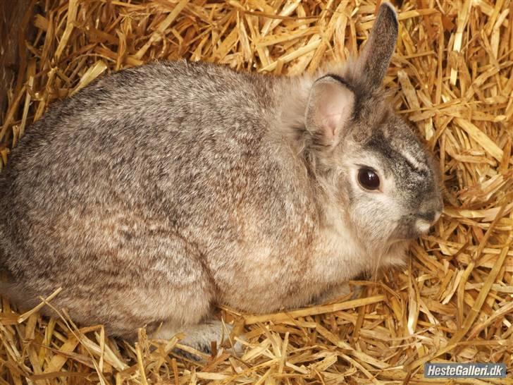 Kanin tøssen - min smukke kanin i dens bur billede 3