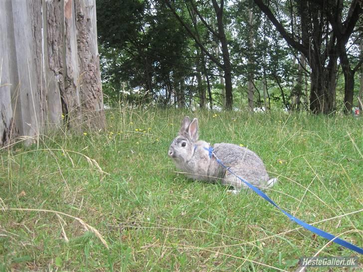 Kanin tøssen - ude og gå hun kigger let rundt om kring billede 4