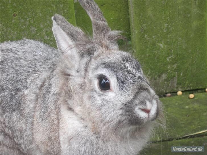 Kanin tøssen - smukke billede 5