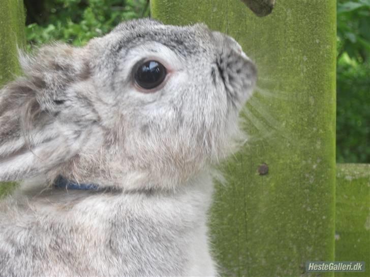 Kanin tøssen - snusser let til der her sted billede 6