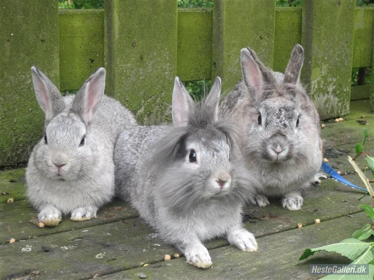 Kanin tøssen - hende og hends unger billede 7
