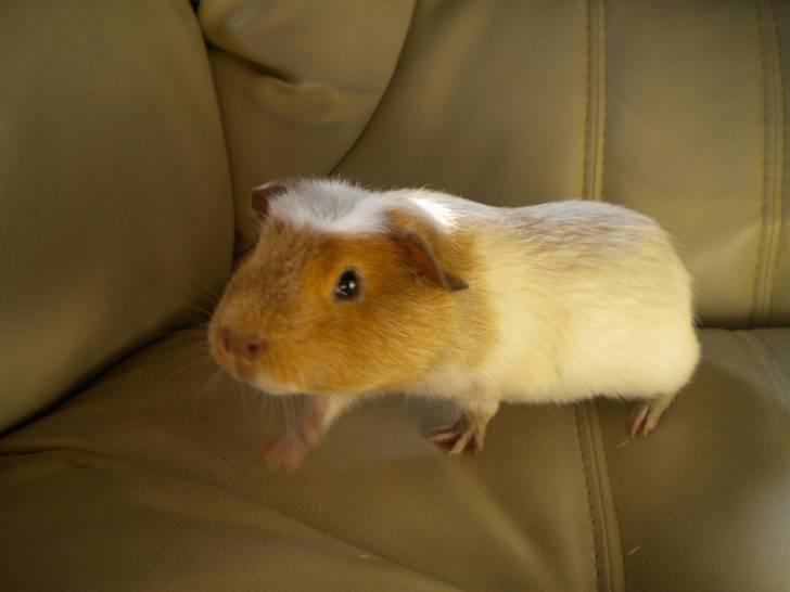 Marsvin Finn billede 1