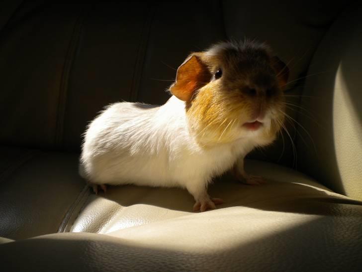 Marsvin Finn billede 2