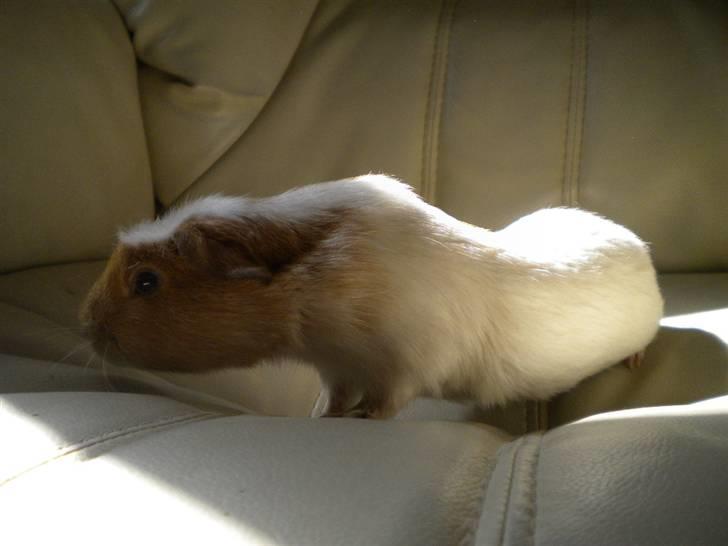 Marsvin Finn billede 3