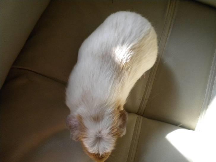 Marsvin Finn billede 4