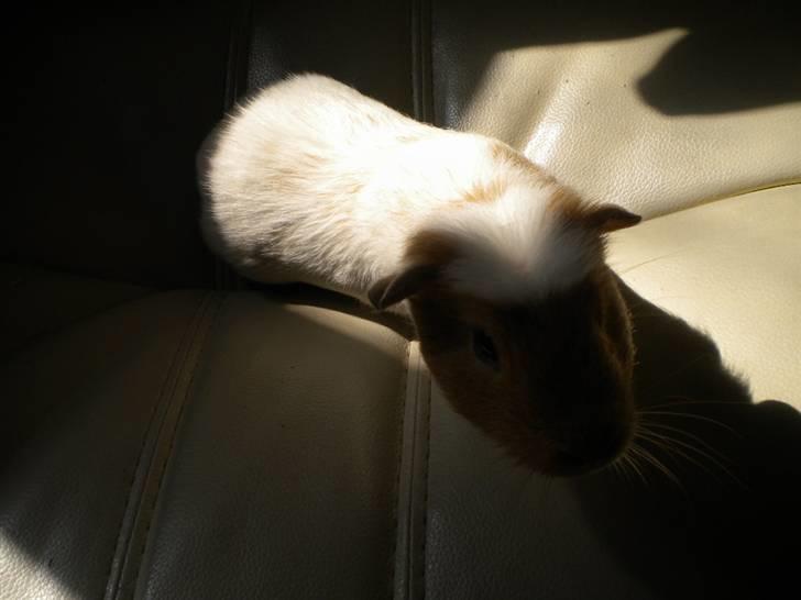 Marsvin Finn billede 5