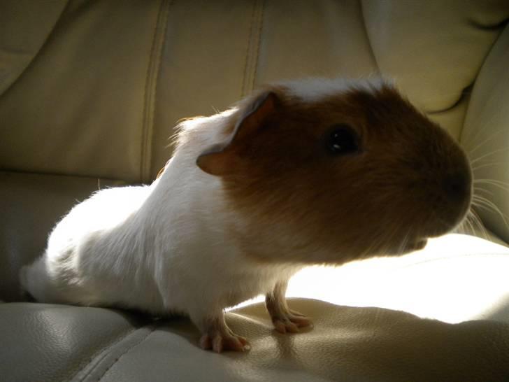 Marsvin Finn billede 6