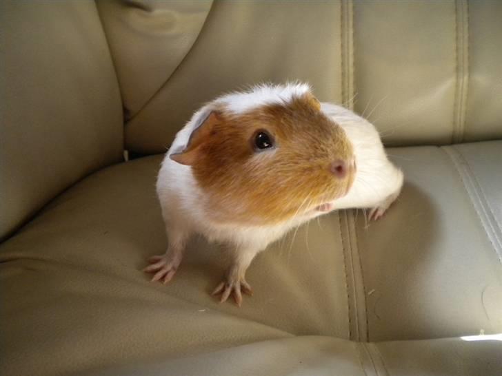 Marsvin Finn billede 7