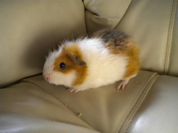 Marsvin Mini Torben billede 1