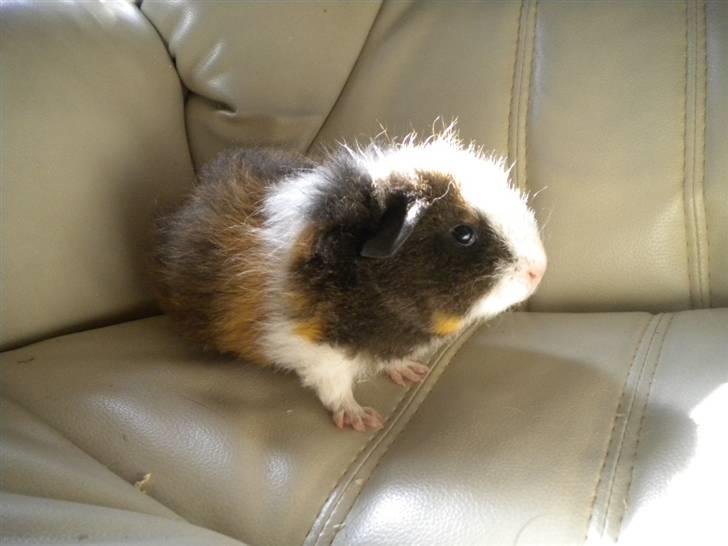 Marsvin Mini Torben billede 4