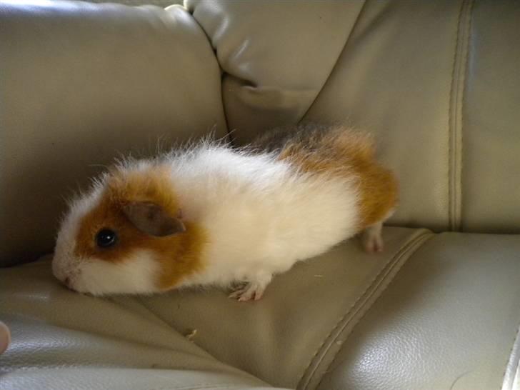 Marsvin Mini Torben billede 5