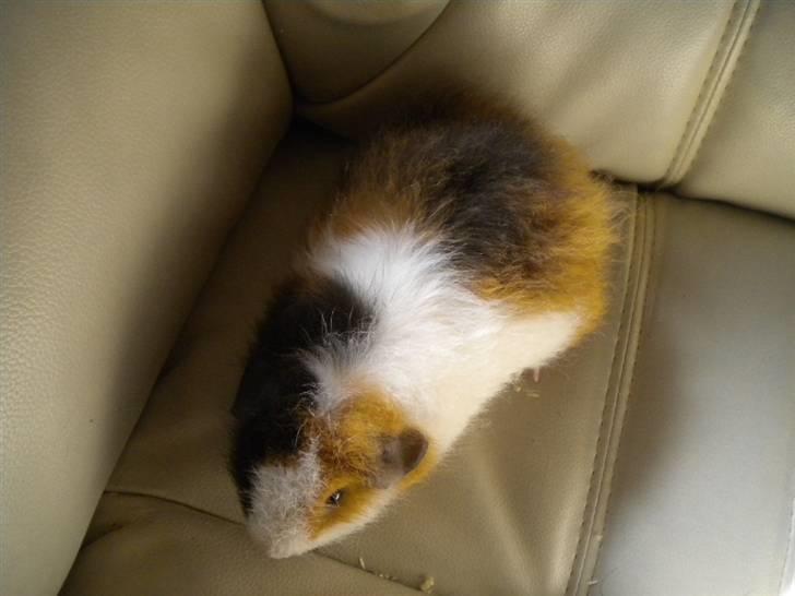 Marsvin Mini Torben billede 7