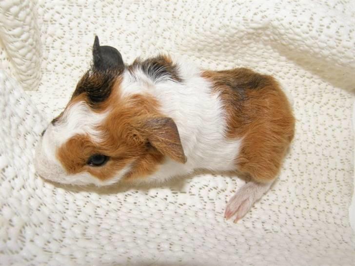 Marsvin Mini Torben - Mini torben som lille baby billede 9