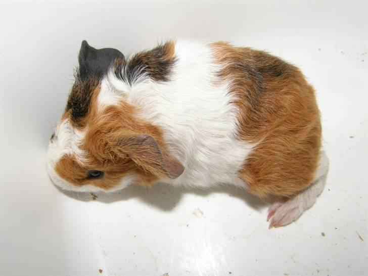 Marsvin Mini Torben - Igen et af mini torben som lille baby billede 10