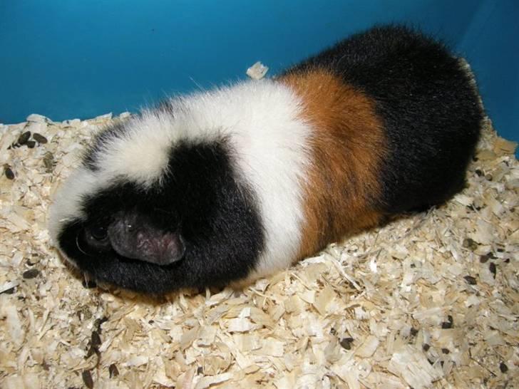 Marsvin Mini Torben - Mini Torben´s Far Lorenzo billede 12