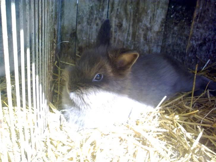 Kanin Holly - Taget den 13 april :D 2010 billede 6