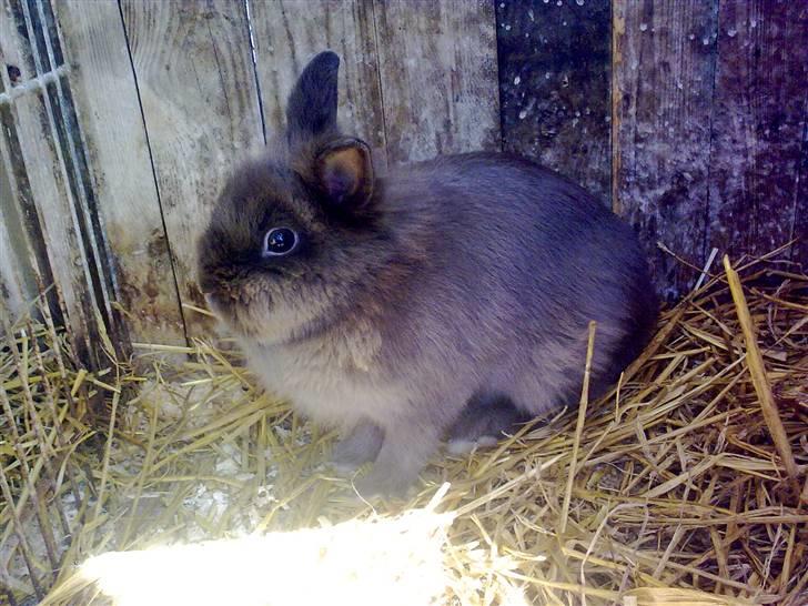 Kanin Holly - Taget den 13 april 2010 :D Løvehoved xD  billede 7