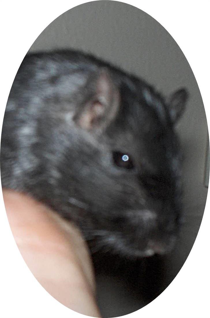 Ørkenrotte Mille *RIP* - Min Dejlige Mille..  billede 1