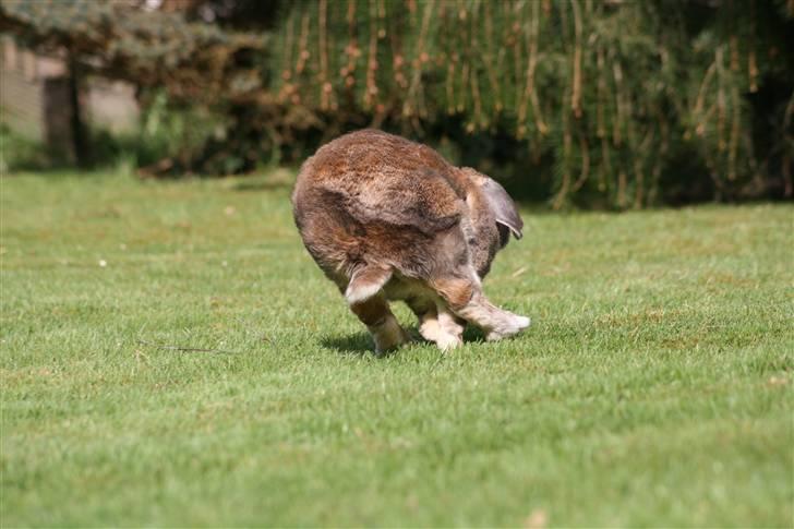 Kanin Rex - ©AM | Så er Rex smuttet ! :) billede 20