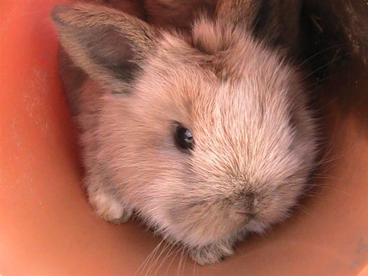 Kanin Pistacie billede 1