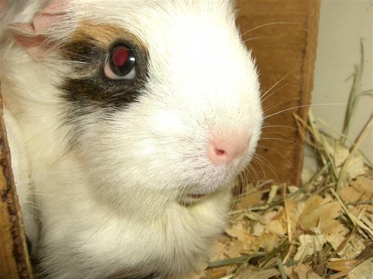 Marsvin Vanilla *Niller* R.I.P! - Velkommen til Vanilla´ profil! håber du kan lide den<3 Min smukke skaaat<3 :´) billede 1