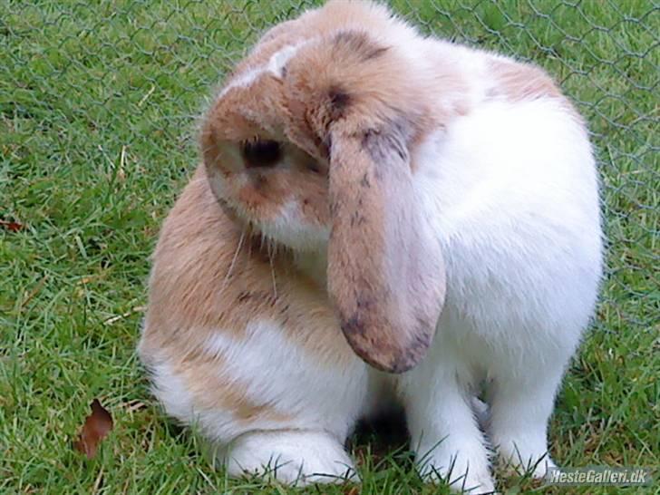 Kanin Smart Von De - tag et kig og måske giv en høj og skriv noget ved ham (; foto: mig billede 1