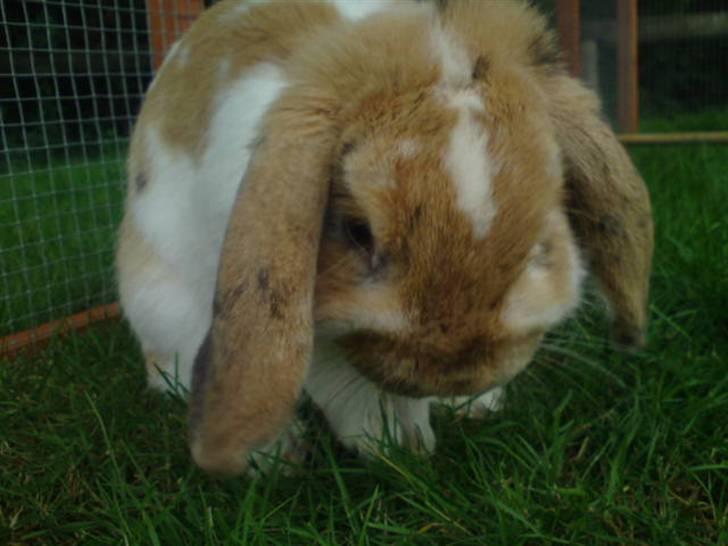 Kanin Smart Von De - han skal lige være ren til billedet ;D foto: mig billede 2
