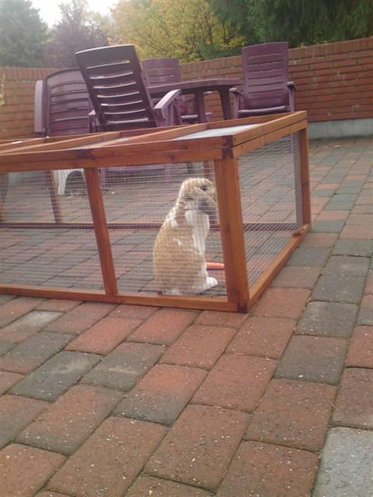 Kanin Smart Von De -  (; foto: mig billede 3