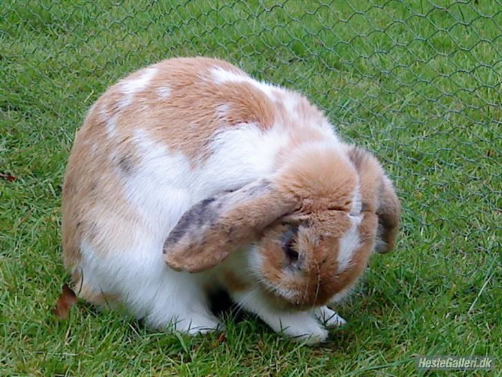 Kanin Smart Von De - så sødt foto: mig billede 4