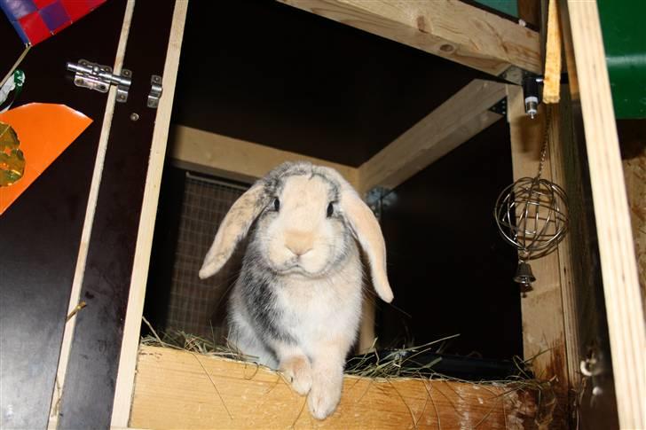 Kanin Luke - Luke i buret ;D billede 1