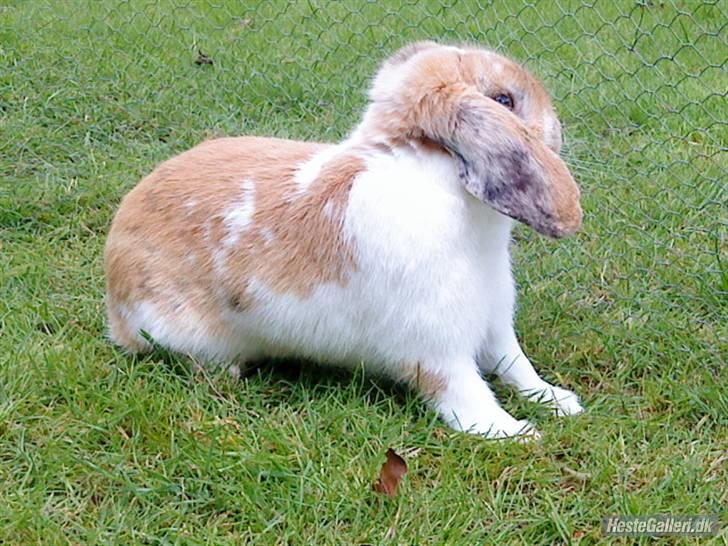 Kanin Smart Von De - ved ikke hvad han laver der (; foto: mig billede 5