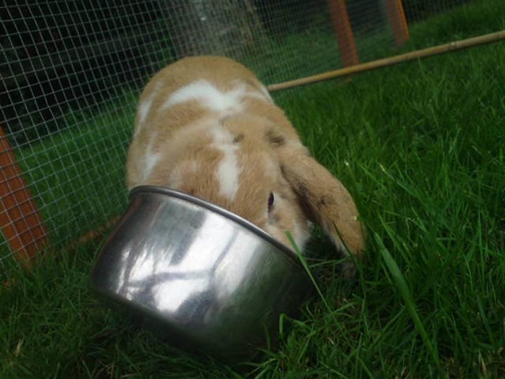 Kanin Smart Von De - han kan ikke finde ud af det (; foto: mig billede 6