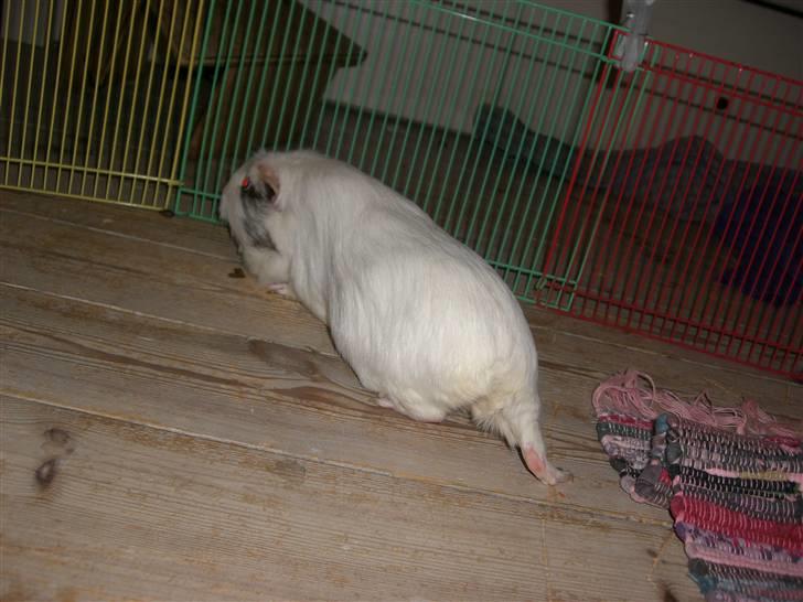 Marsvin Vanilla *Niller* R.I.P! - Elsker bare det billede... Ude på gå tur! billede 2