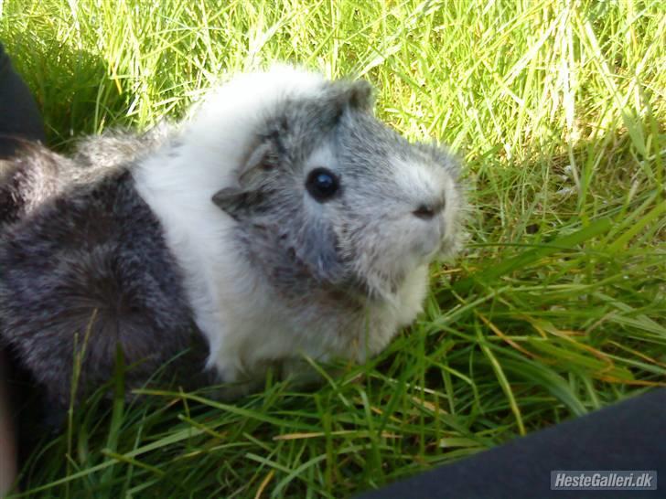 Marsvin | Rousette <3 :-* | R.I.P - 6) Min bette pige den 21 maj 2009.. Min føz´dag :-* <3 Elsker dig <3 (OBS!! Koriret fra egen profil på HesteGalleri!!!) billede 6