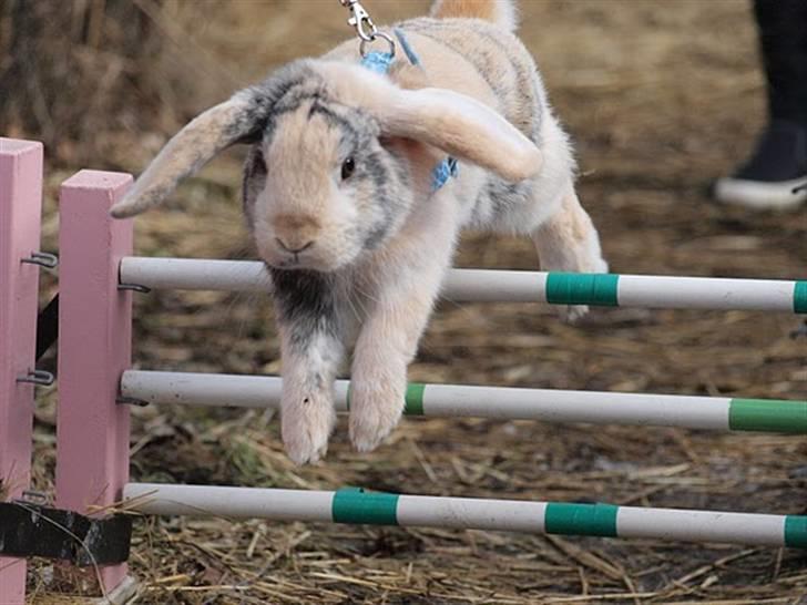 Kanin Luke - Luke hopper til et stævne :D billede 2