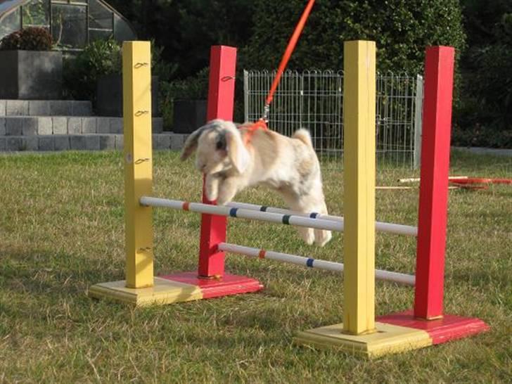 Kanin Luke billede 3