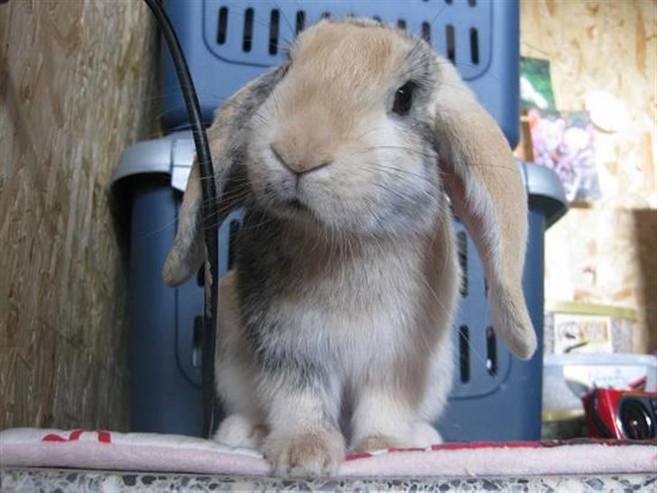 Kanin Luke billede 4