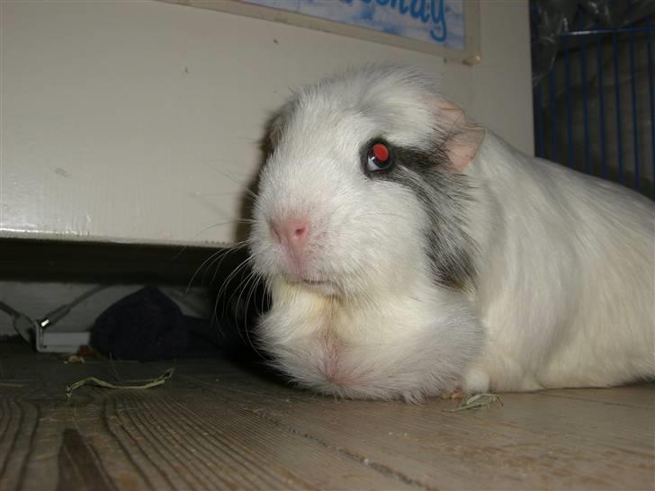 Marsvin Vanilla *Niller* R.I.P! - Hun havde en stor fedt knude under hagen...     :´( billede 3