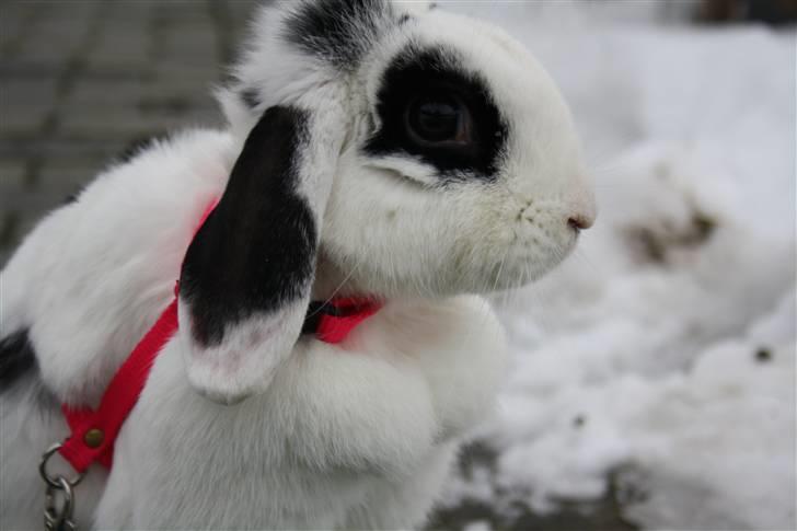 Kanin Lulu billede 1