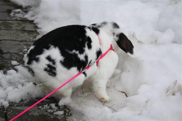 Kanin Lulu billede 2