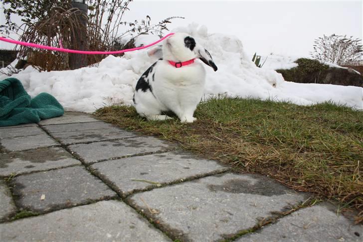 Kanin Lulu billede 3