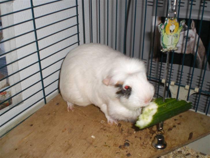 Marsvin Vanilla *Niller* R.I.P! - Spiser dejlig agurk. uhm, uhm ;) billede 4
