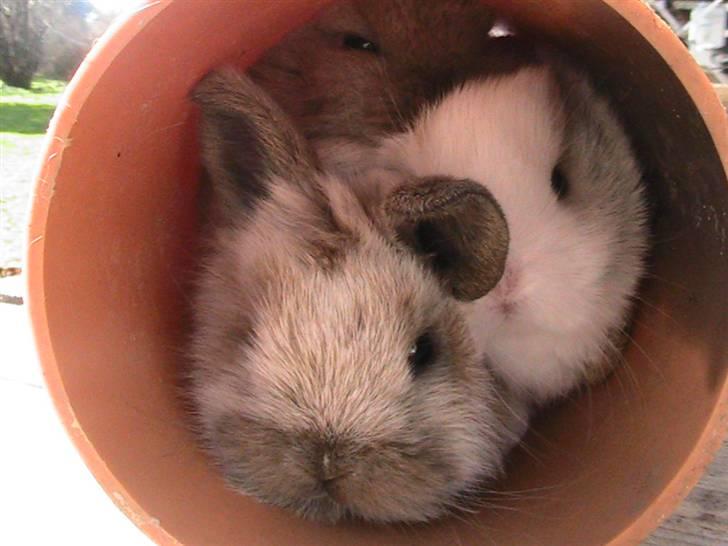 Kanin Pistacie - Brownie sammen med Peanut og en anden af hans søskende xD billede 2