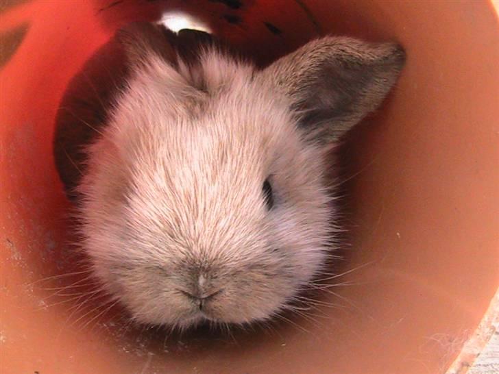 Kanin Pistacie billede 3